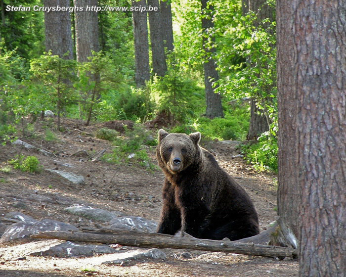 Brown bear  Stefan Cruysberghs